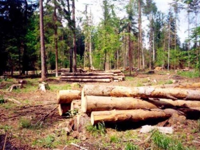 Вырубка леса.jpg