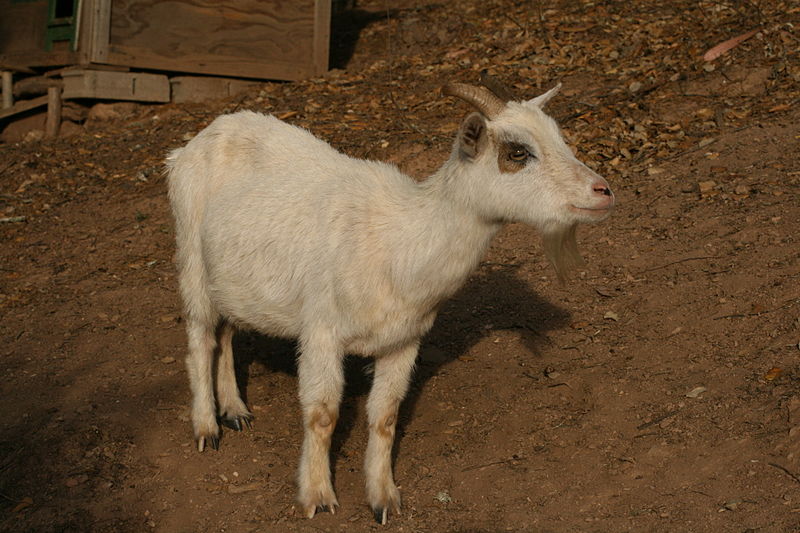 African dwarf goat.JPG